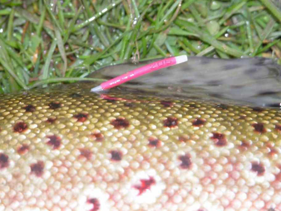 Ulverston Angling Photo